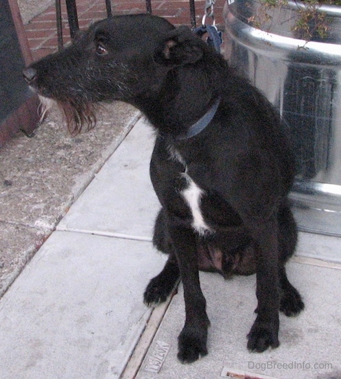 Front View - A rose-eared, shorthaired black with a tuft of white dog with a longer wiry black, gray and white beard of hair on its chin sitting on a sidewalk in front of a large silver planter looking to the left.