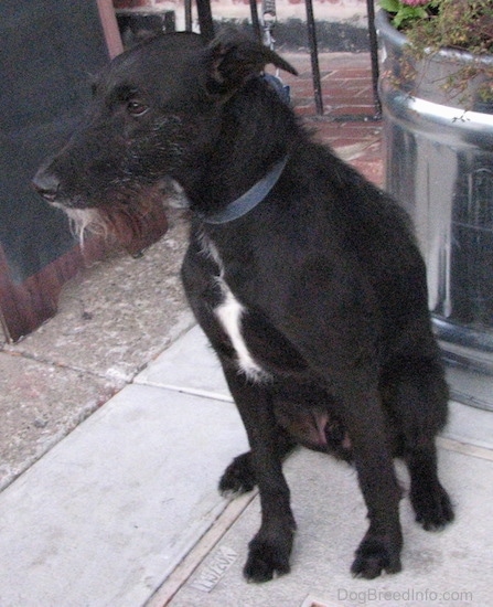 Front View - A rose-eared, shorthaired black with a tuft of white dog with a longer wiry black, gray and white beard of hair on its chin sitting on a sidewalk in front of a large silver planter.