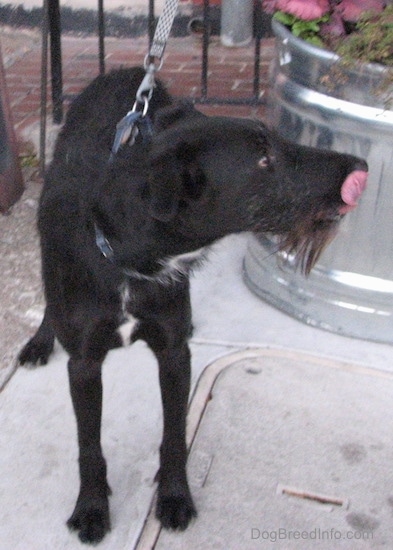 Front Side View - A rose-eared, shorthaired black with a tuft of white dog with a longer wiry black, gray and white beard of hair on its chin sitting on a sidewalk in front of a large silver planter looking to the left.