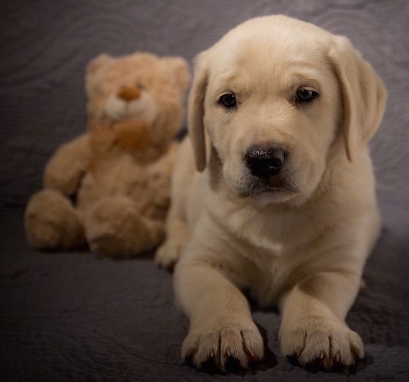 A young yellow puppy laying on a gray backdrop next to a tan teddy bear plush toy.