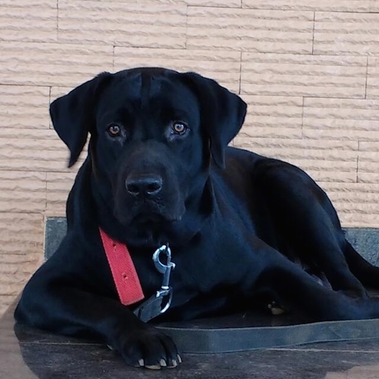 adult black lab