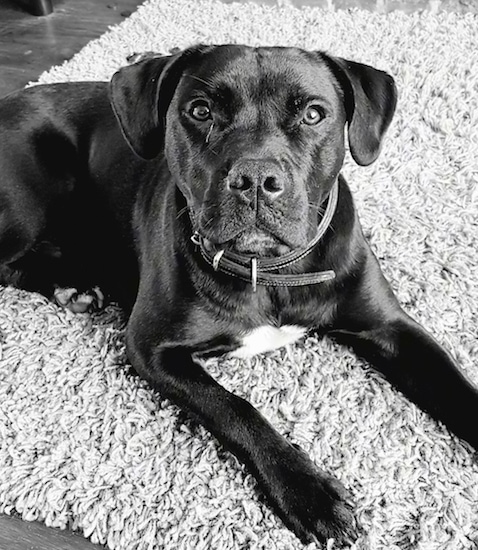 A black and white picture of a black dog with a white chest wearing a leather collar laying on a shag rug looking up at the camera