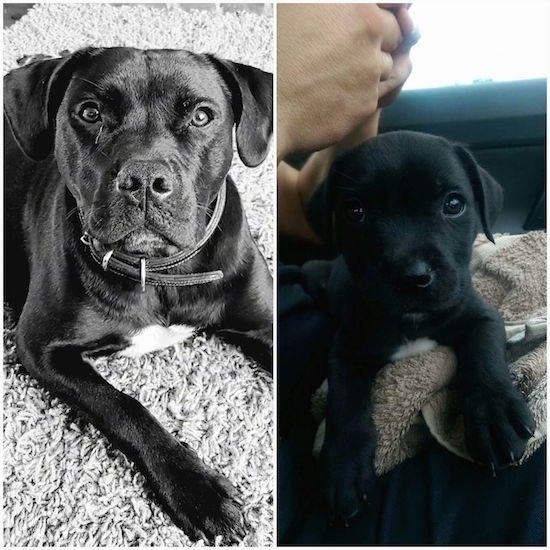 Adult to puppy comparison, an adult dog at 1 year old next to the same dog as a little puppy