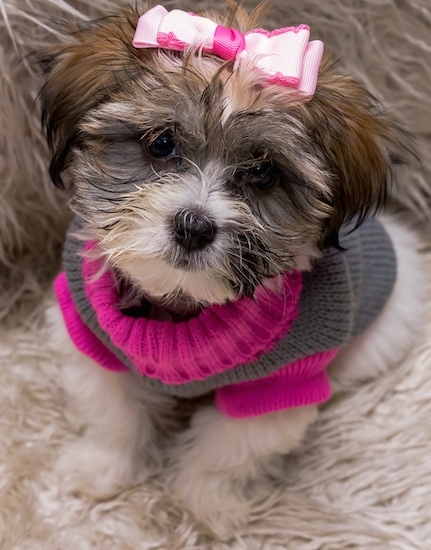 A tan with white and black Lhatese puppy is sitting on a fuzzy rug. It is wearing a pink ribbon on the top of its head and a pink and grey sweater.