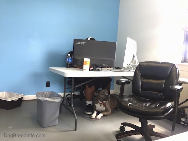A man behind a desk working on the Dog Breed Info Center(R) website with A blue-nose brindle Pit Bull Terrier that is laying under his desk