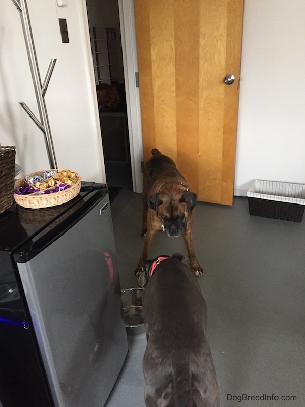 A brown brindle with white Boxer is watching a black with white American Bully drink water from a water bowl next to a mini refrigerator with a basket of candy on top of it.