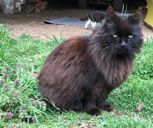 Close Up - Sammy the black longhaired domestic farm cat is sitting outside and looking at the camera holder with a cat in the background