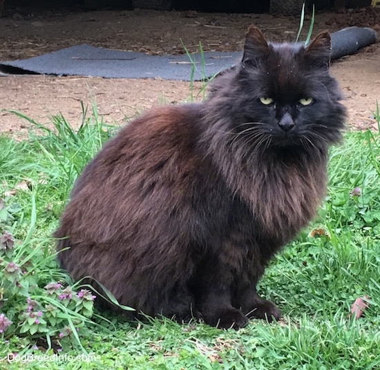 Close Up - Sammy the black longhaired domestic farm cat is sitting outside and looking at the camera holder