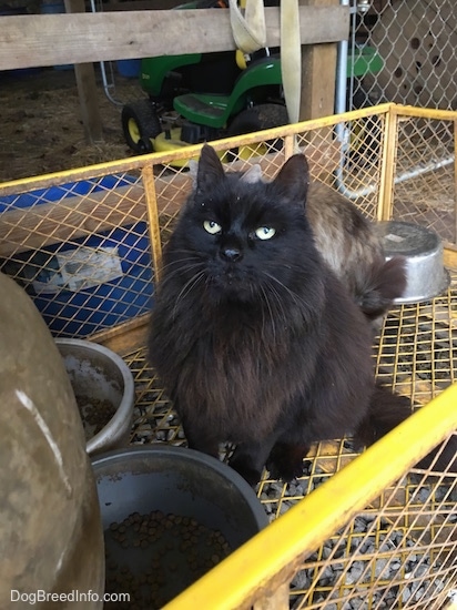 Sammy the black longhaired domestic farm cat is sitting on a medal yellow wagon in front of cat food feeders