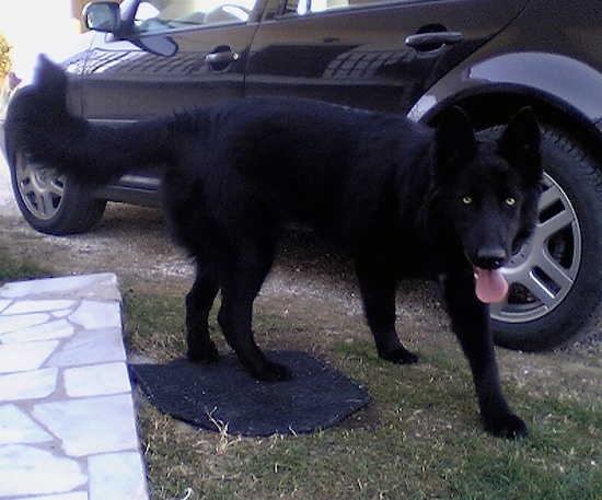 Side view - A perk-eared, black German Shepherd/Belgian Shepherd mix breed dog with golden eyes walking across a lawn in-between a black car and a stone porch.