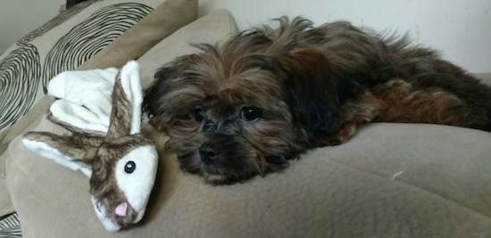 A longhaired, black with brown Mal-Shi puppy is laying down on the back of a tan couch with a plush bunny toy in front of it.