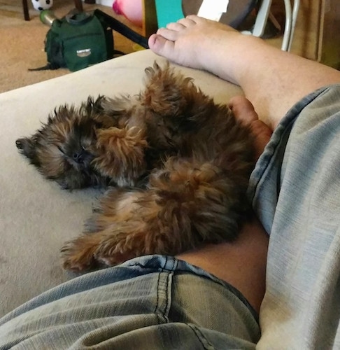 A black with brown Mal-Shi puppy is laying upside down on its back near the legs of a person next to it on a tan couch. There is a green camera case on the floor in front of the couch.