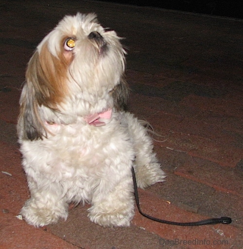 A furry little white and tan Shih Tzu/ Maltese mix dog sitting outside on a brick surface looking up
