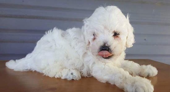 A little white fluffy puppy laying down outside on a brown table in front of a white house. It is licking its nose.