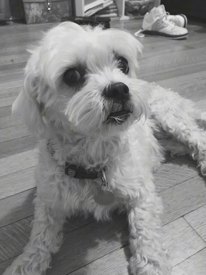 A black and white image of a white dog groomed short laying on a hardwood floor with a pair of hightop sneakers behind it.