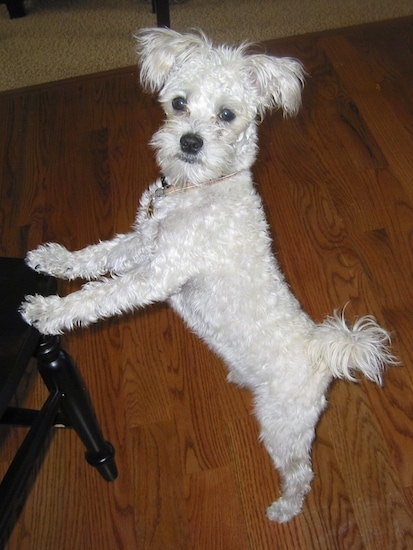 A small white Mauzer dog is standing on a hardwood floor jumped up against a wooden black chair