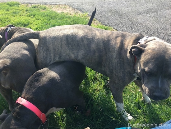 An American Pit Bull Terrier is standing behind a blue nose Pit Bull Terrier and under the blue nose Pit Bull Terrier is a blue nose American Bully Pit. The Bull Pit and Pit Bull Terrier are like clamping the blue nose Pit Bull Terriers back legs.