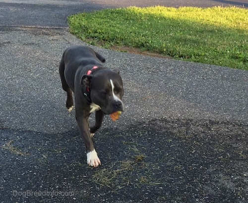 A blue nose American Bully Pit is walking down a blacktop surface with a piece of a leaf in her mouth.