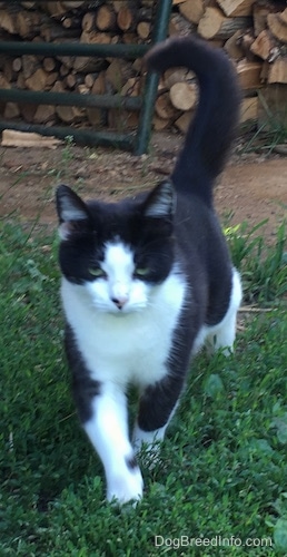 Oreo the miniature black and white cat walking towards the camera across grass with a split stack of wood and a green metal farm gate leaning against the wood behind her