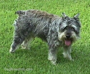 Side view - a gray, wiry looking medium-sized dog with a docked tail and cropped ears standing in grass.