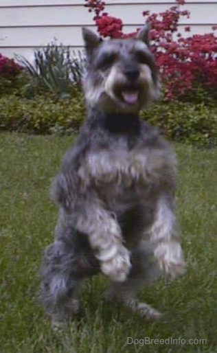 Front view - a gray wiry looking medium-sized dog with cropped ears up on its back legs in a begging pose with its tongue showing.