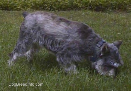 Side view - a gray, wiry looking medium-sized dog with a docked tail and cropped ears smelling the grass.