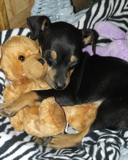 A small black and tan dog curled up on a black and white zebra blanket snuggled up against a brown teddy bear with her eyes closed.