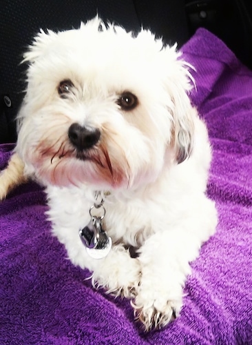 Front view - A furry, white with black Shih-Apso is laying on a purple towel looking up and to the left. The dog has wide round brown eyes.