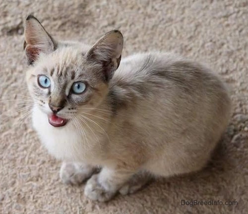 A short-legged, bright blue-eyed cat sitting on a tan carpet looking up at the camera