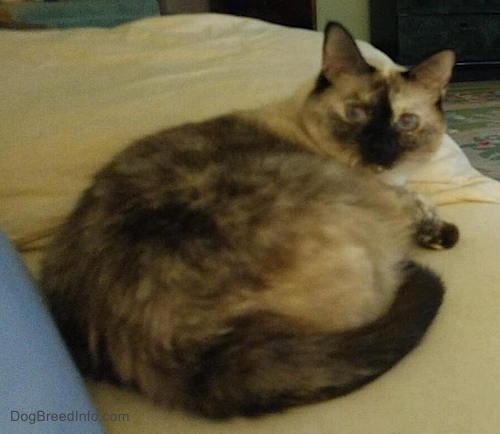 A cat with short legs laying on a human's bed