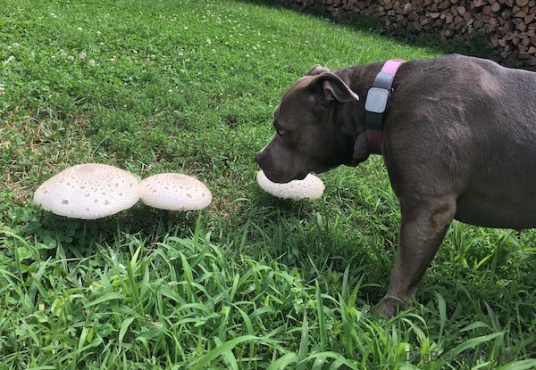 A pit bull dog looking in grass looking at three large white mushrooms growing.