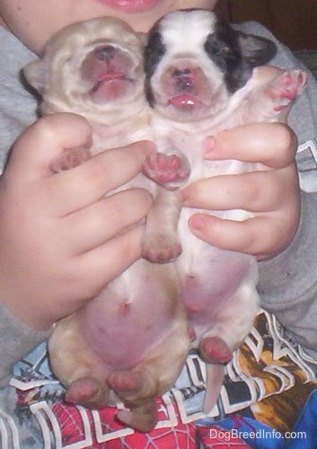 A person holding two newborn puppies belly out. One puppy is tan and white and the other pup is black and white.