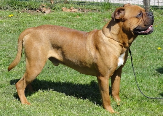 Side view - a brown, black and white large bulldog type dog standing in a grassy yard facing the right. Its tail is long and it has wrinkles on its snout.