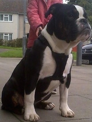 Front side view - A black with white and brown Olde English Bulldogge is wearing a black harness sitting on a concrete surface  looking to the right. There is a person in a pink coat behind it.
