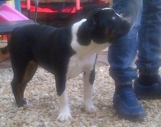 Front side view - A muscular, black with white and brown Olde English Bulldogge puppy is standing on white stones looking up to the person who is standing next to it.