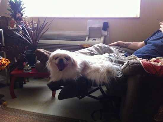 A tan with white Pekingese is laying at the feet of a man in a recliner. The Pekingese mouth is open and it looks like it is smiling.