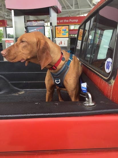 An orange long eared Vizsla dog standing in the open back of a red pick-up truck wearing a seat belt while his owner gets gas at a WaWa