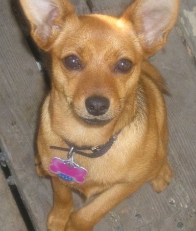 miniature pinscher pomeranian mix