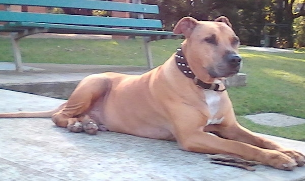 tan american pitbull