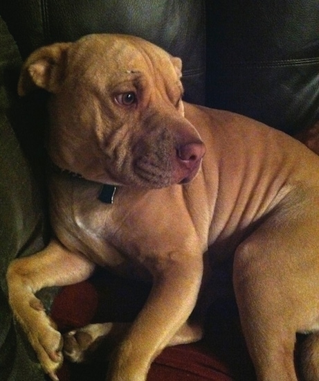 shar pei terrier mix puppy