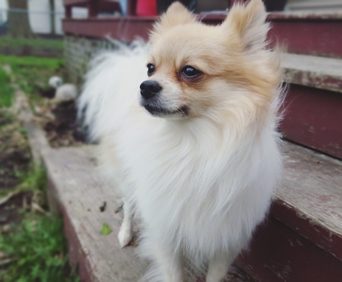 Close up Front view - A white with tan Pomchi is standing outside on a wooden step and it is looking to the left.