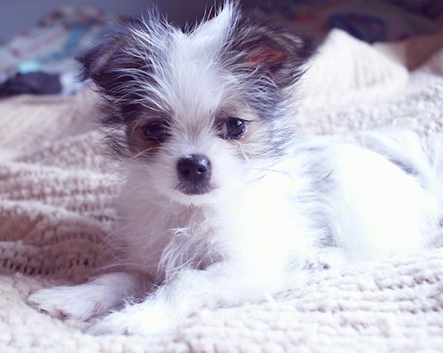 Front side view - A little fuzzy, white with a tan and black mask Shih Tzu/Bichon Frise/Pomeranian mix breed puppy is laying on a human's bed