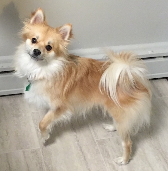 Side view - A tan with white Pomimo dog is standing across a tan tiled floor in a house and it is looking forward. Its left paw is in the air and its long fringe tail is curled over its back.