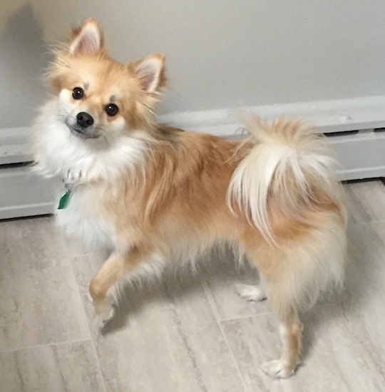 pomeranian eskimo mix for sale