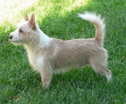 portuguese podengo chihuahua mix