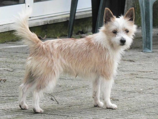 dog breed portuguese podengo