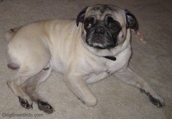 Side view - A tan with black Pug is laying on a carpet and it is looking to the left. There is a thin rawhind chew stick to the right of it.