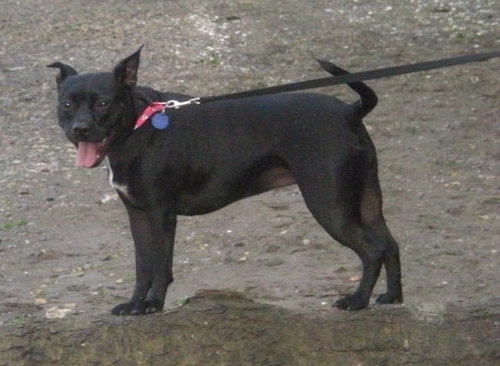 pit pug mix puppies