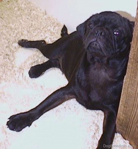 Front side view - A black Pug puppy with wrinkles on its head laying down on top of wood chips inside of a pen.
