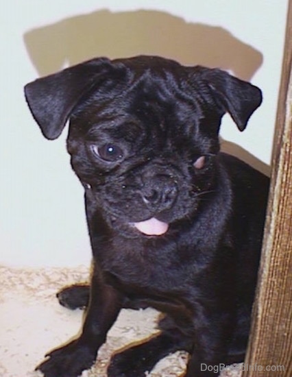 Front view - A black Pug puppy with wrinkles on its head sitting down on top of wood chips inside of a pen looking to the right with its pink tongue out.